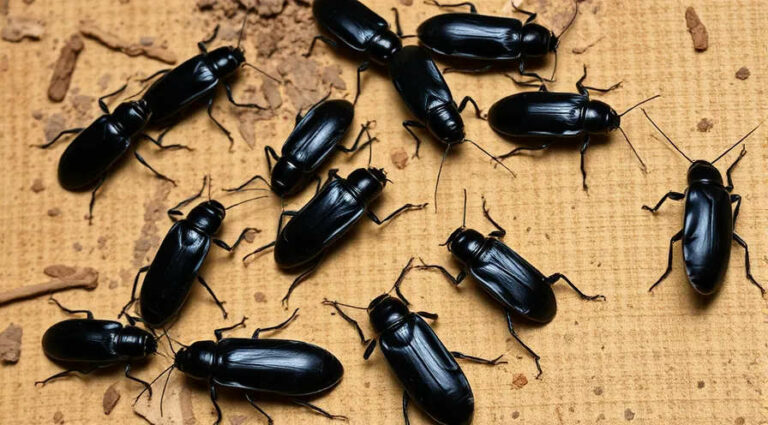 К чему мужчине снятся черные тараканы — толкование по сонникам