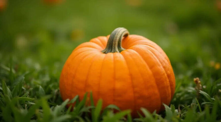 К чему девушке снится тыква