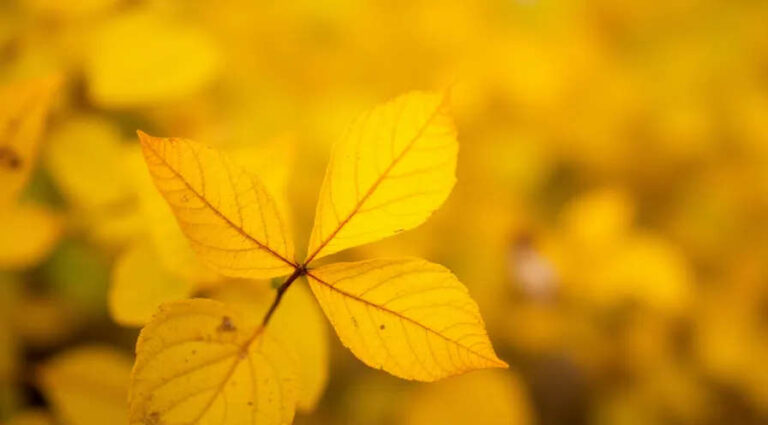 К чему снятся жёлтые листья — подробное толкование сна по сонникам