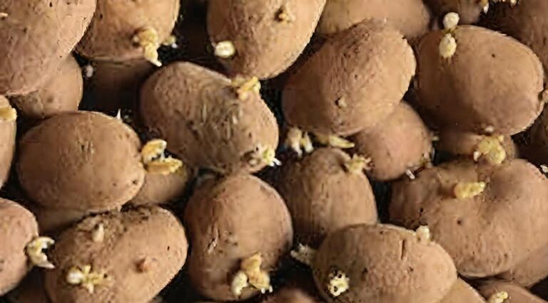 Толкование сна: к чему снится проросший картофель? Подсказки от сонников