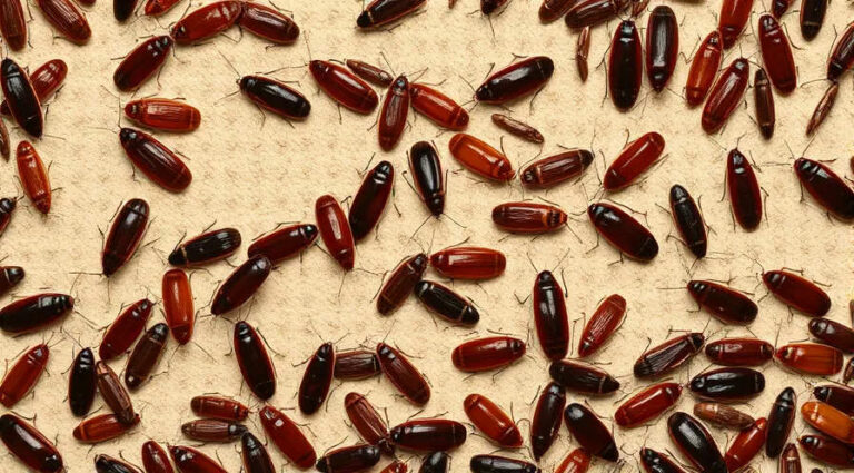 К чему снится много тараканов, которые вас кусают – толкование сна по сонникам